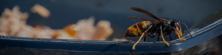 Lire la suite à propos de l’article Bilan 2025 du plan de lutte contre le frelon asiatique en Bretagne