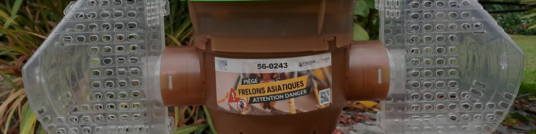 Lire la suite à propos de l’article Frelon asiatique : Démarrage du piégeage des fondatrices !